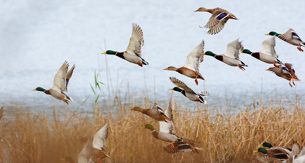 Vol de canards colverts au-dessus d'un lac