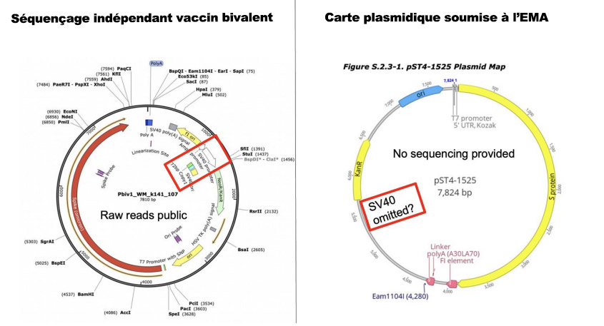Comparaison entre la carte plasmidique soumise à l'EMA (à droite) et le séquençage indépendant du vaccin bibalent Pfizer