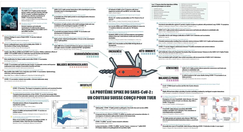 La protéine Spike, un couteau suisse conçu pour tuer deux fois