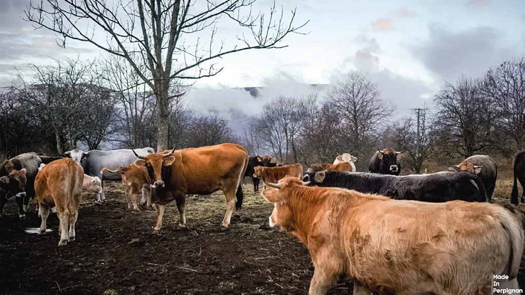 Élevage de Prats-de-Mollo-la-Preste, 3/12/2025