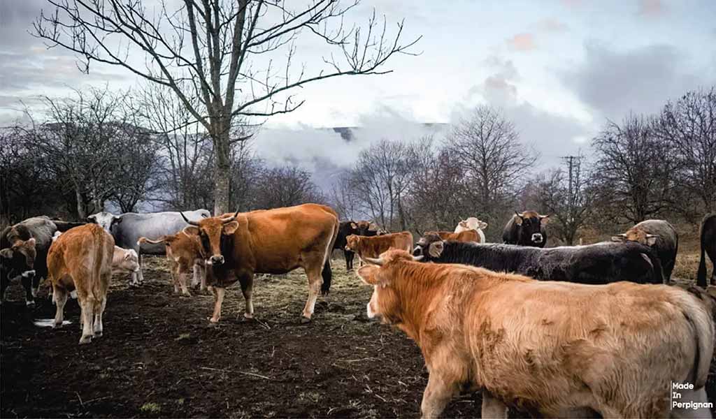 Élevage de Prats-de-Mollo-la-Preste, 3/12/2025