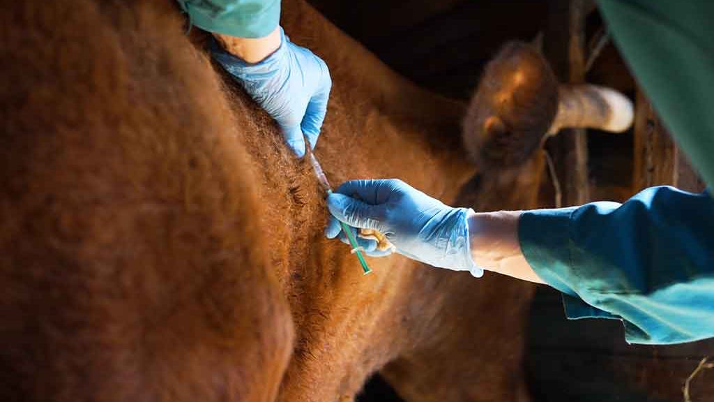 Vaccination de bovin