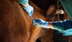 Vaccination de bovin