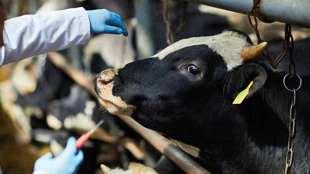 Vaccination d'une vache dans une étable