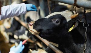 Vaccination d'une vache dans une étable