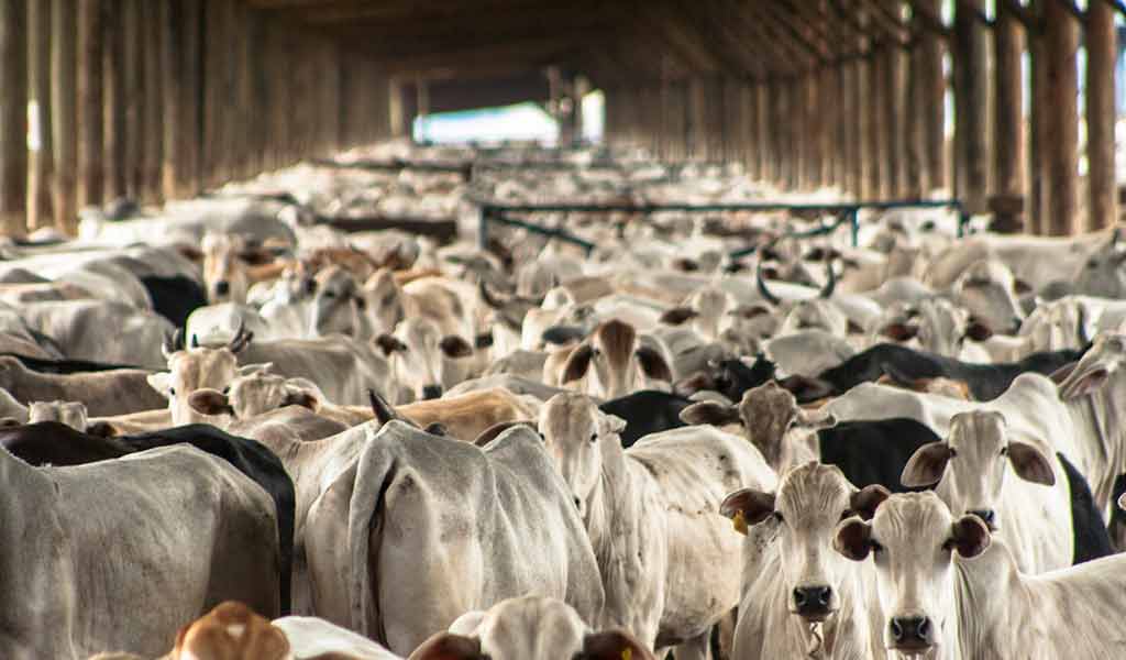 Exploitation brésiliennes, vaches Nelore