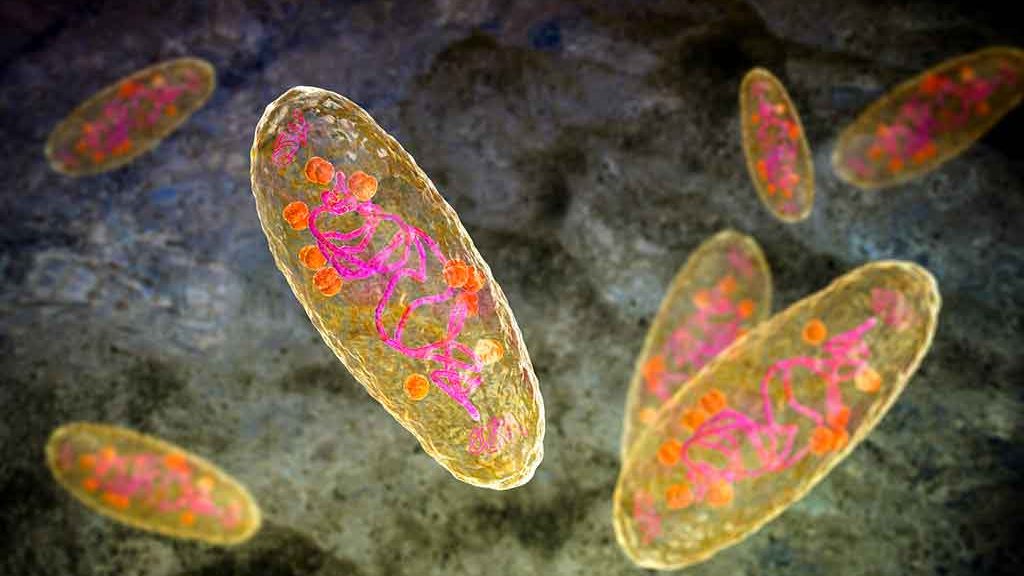 Bacille de la peste Yersinia pestis