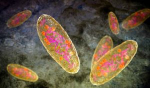 Bacille de la peste Yersinia pestis