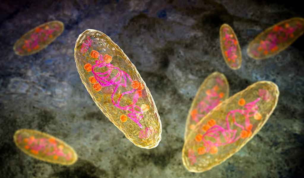 Bacille de la peste Yersinia pestis
